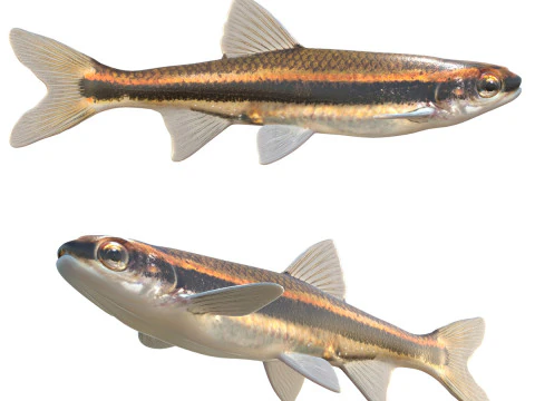 Pesce cavedano dagli occhi rossi Modello 3D