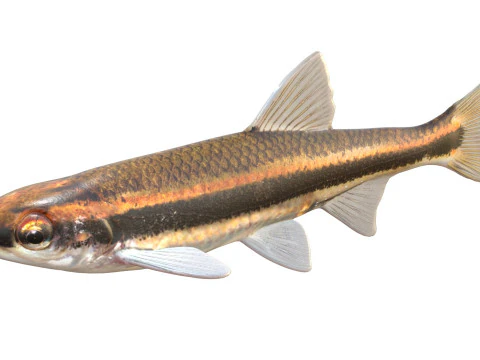 Pesce cavedano dagli occhi rossi Modello 3D