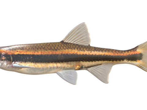 赤目マブの魚 3Dモデル