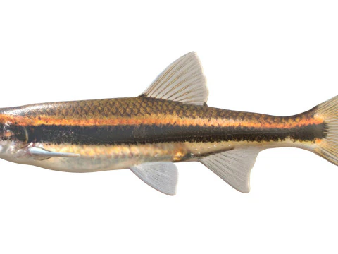 Pesce cavedano dagli occhi rossi Modello 3D