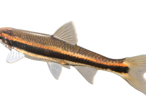 赤目マブの魚 3Dモデル