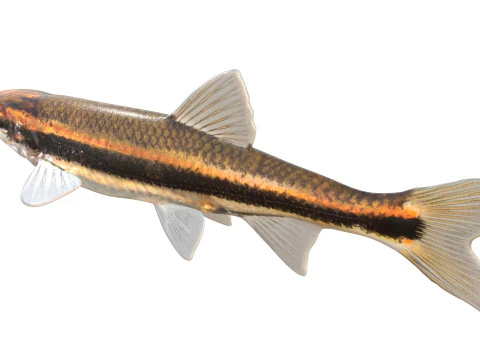 Pesce cavedano dagli occhi rossi Modello 3D