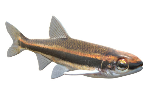 赤目マブの魚 3Dモデル