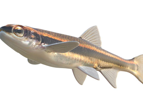 Pesce cavedano dagli occhi rossi Modello 3D