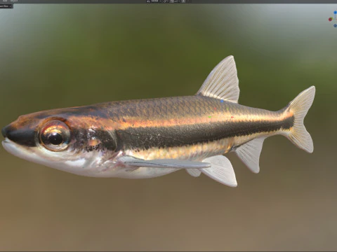 Pesce cavedano dagli occhi rossi Modello 3D