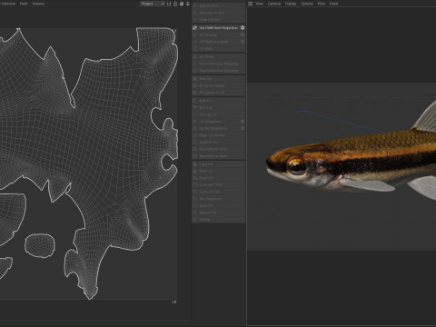 赤目マブの魚 3Dモデル