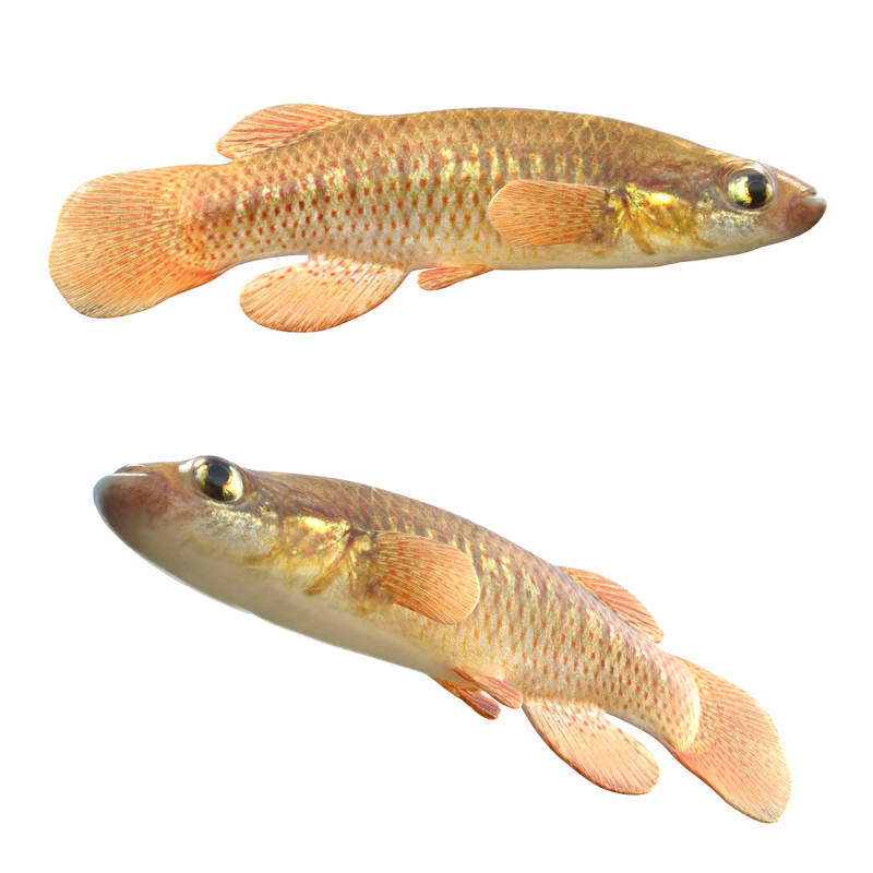 レッドフェイストップミノーの魚 3Dモデル .c4d .max .obj .3ds .fbx .stl .blend 