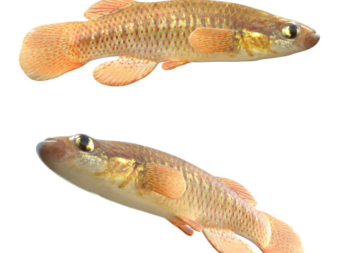 Ikan Topminnow berwajah merah Model 3D