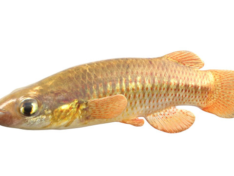 レッドフェイストップミノーの魚 3Dモデル