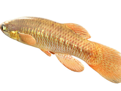 レッドフェイストップミノーの魚 3Dモデル