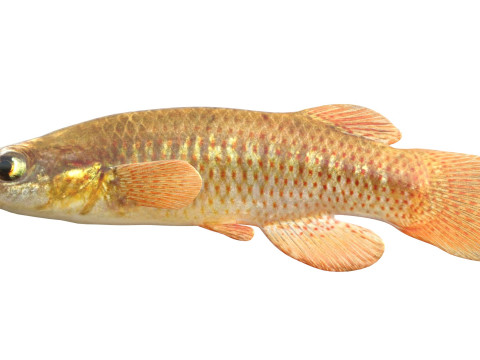 レッドフェイストップミノーの魚 3Dモデル