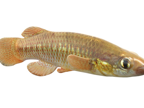 レッドフェイストップミノーの魚 3Dモデル