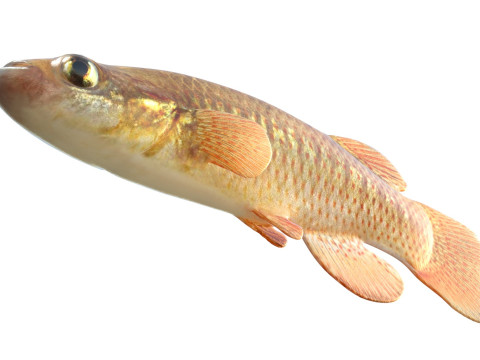 レッドフェイストップミノーの魚 3Dモデル