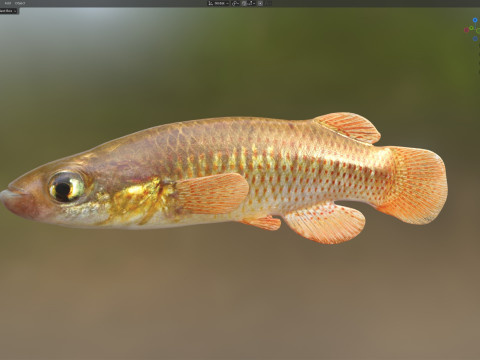 レッドフェイストップミノーの魚 3Dモデル