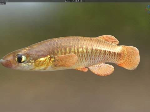 Redface Topminnow fish 3D Model