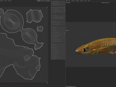 Redface Topminnow fish 3D Model