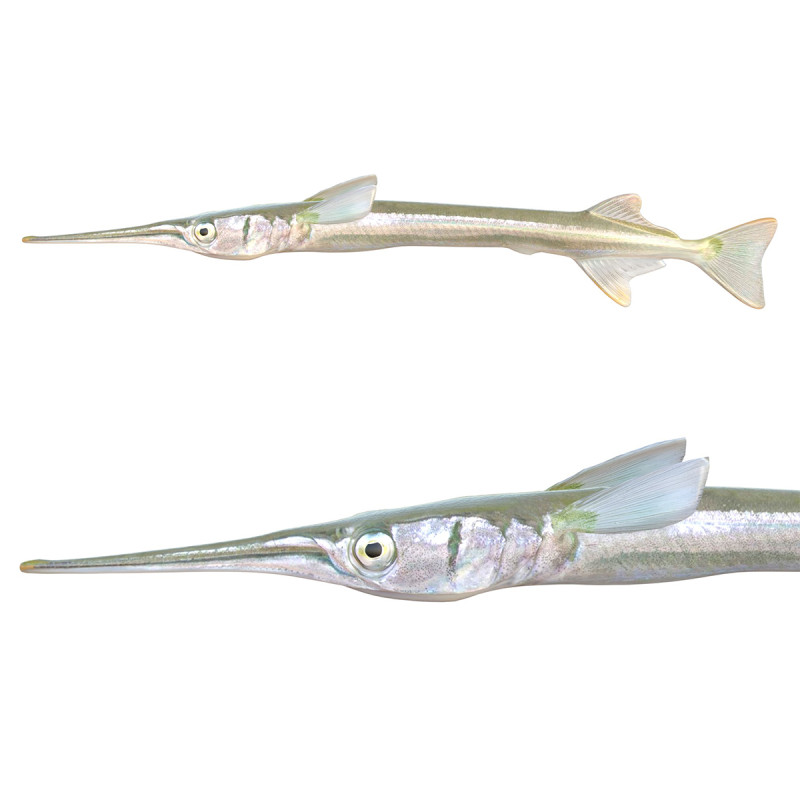 アカヒレ針魚 3Dモデル .c4d .max .obj .3ds .fbx .stl .blend 