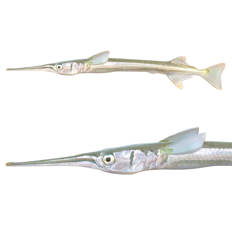 Redfin Needlefish 3D Model .c4d .max .obj .3ds .fbx .stl .blend 