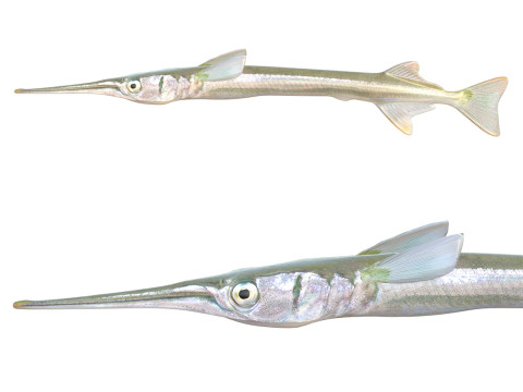 Ikan Jarum Sirip Merah Model 3D