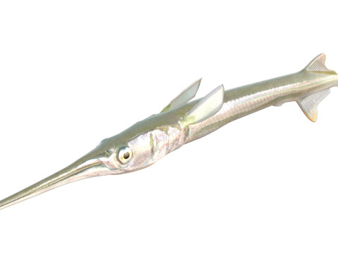 アカヒレ針魚 3Dモデル