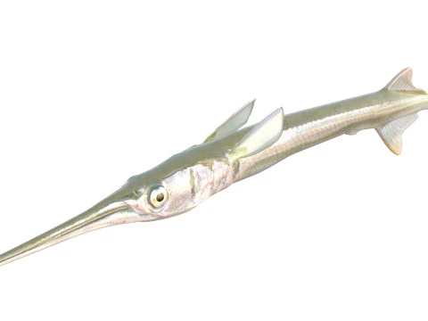 Redfin Needlefish 3D Model