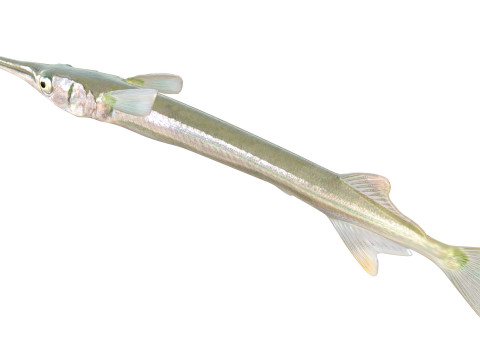 アカヒレ針魚 3Dモデル