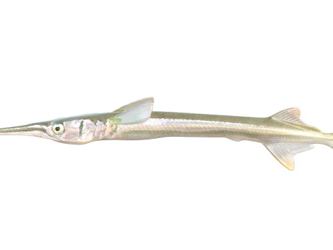 Redfin Needlefish 3D Model