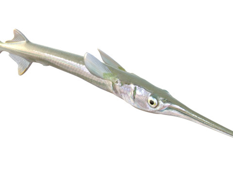 アカヒレ針魚 3Dモデル