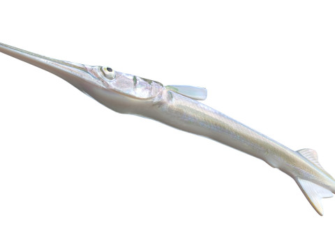 アカヒレ針魚 3Dモデル