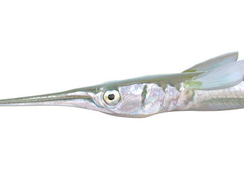 アカヒレ針魚 3Dモデル