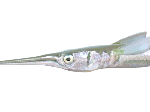 Redfin Needlefish 3D Model