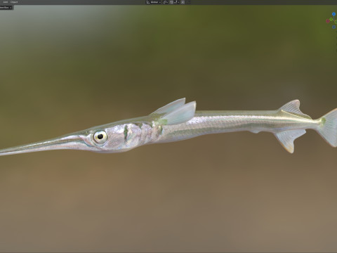 アカヒレ針魚 3Dモデル