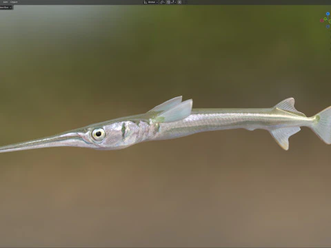 Redfin Needlefish 3D Model