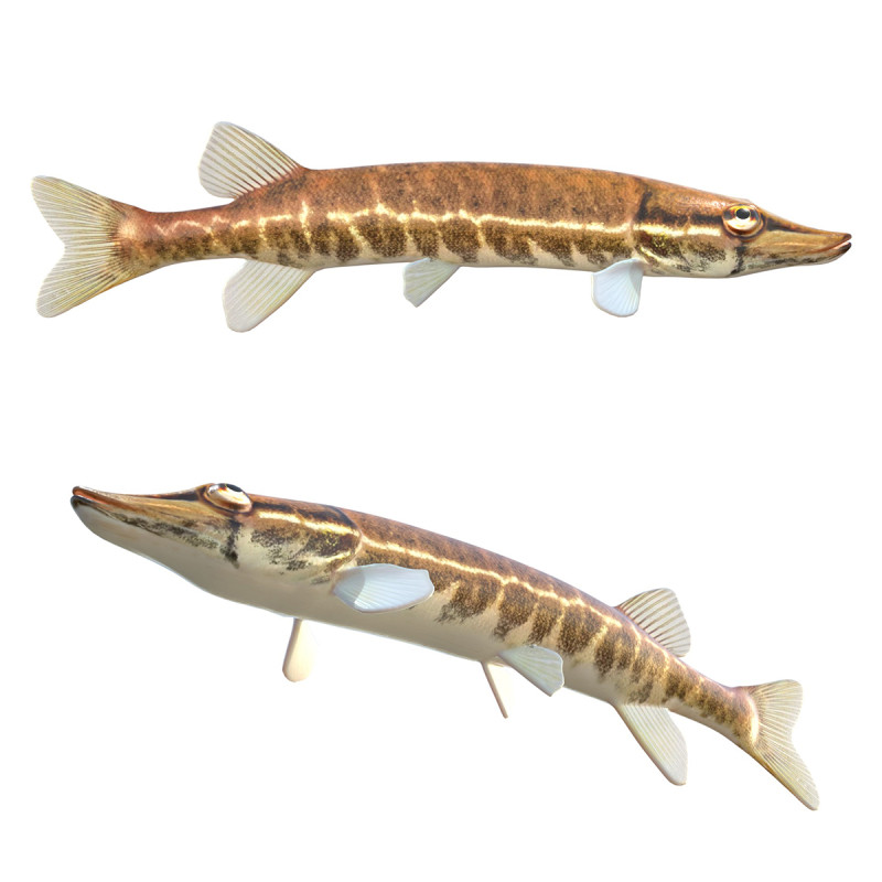 アカヒレの魚 3Dモデル .c4d .max .obj .3ds .fbx .stl .blend 