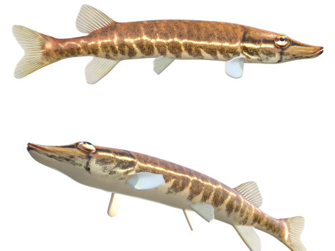 Ikan Pickerel Sirip Merah Model 3D