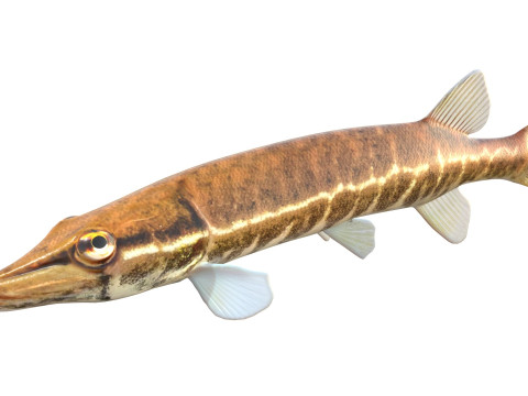 アカヒレの魚 3Dモデル