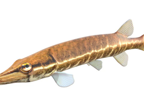 Redfin Pickerel fish 3D Model