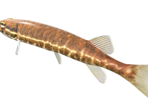 アカヒレの魚 3Dモデル