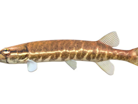 Redfin Pickerel fish 3D Model