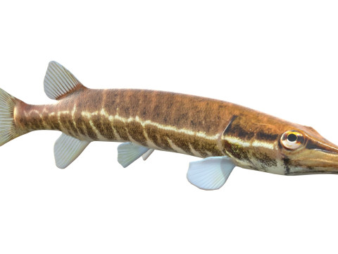 アカヒレの魚 3Dモデル