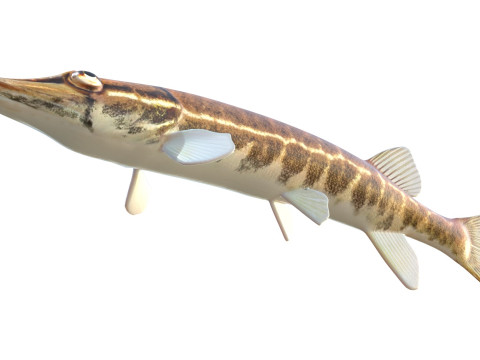 アカヒレの魚 3Dモデル