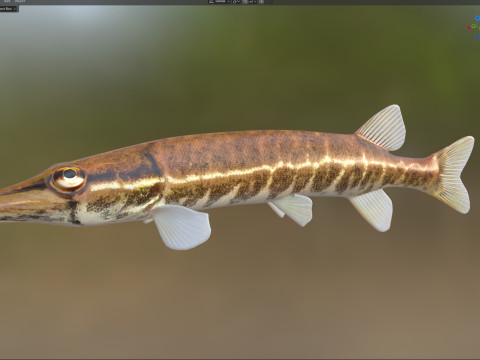 アカヒレの魚 3Dモデル
