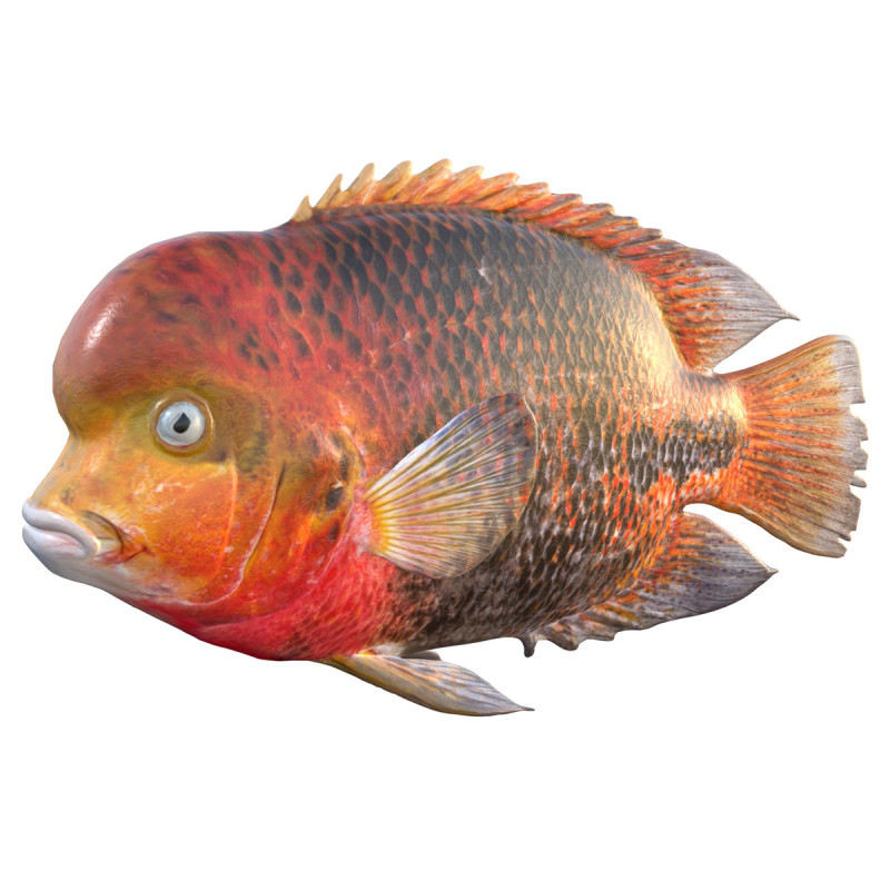 赤毛のシクリッドの魚 3Dモデル .c4d .max .obj .3ds .fbx .stl .blend 