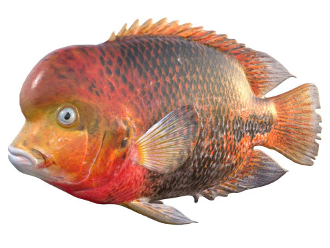 Redhead Cichlid fish 3D Model