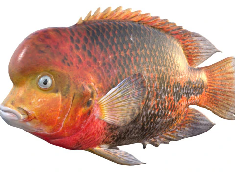 Redhead Cichlid fish 3D Model