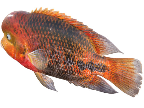 赤毛のシクリッドの魚 3Dモデル