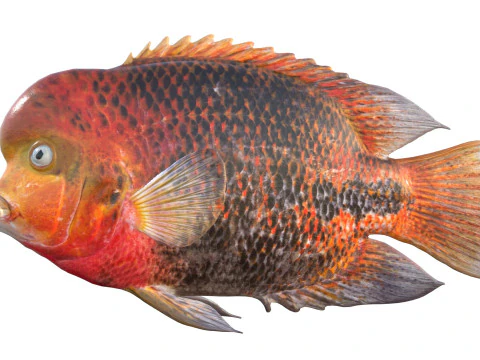 Redhead Cichlid fish 3D Model