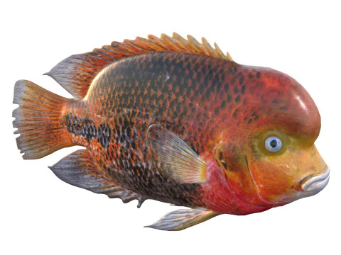 Redhead Cichlid fish 3D Model