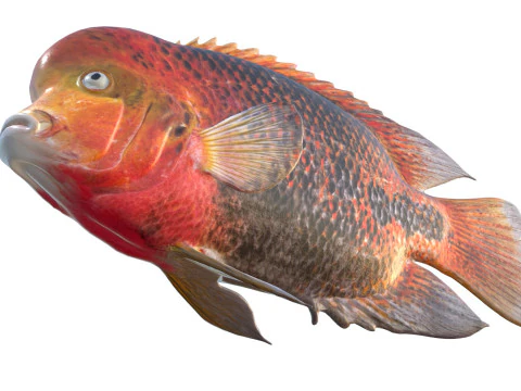 Redhead Cichlid fish 3D Model