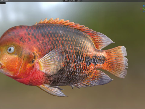 Redhead Cichlid fish 3D Model